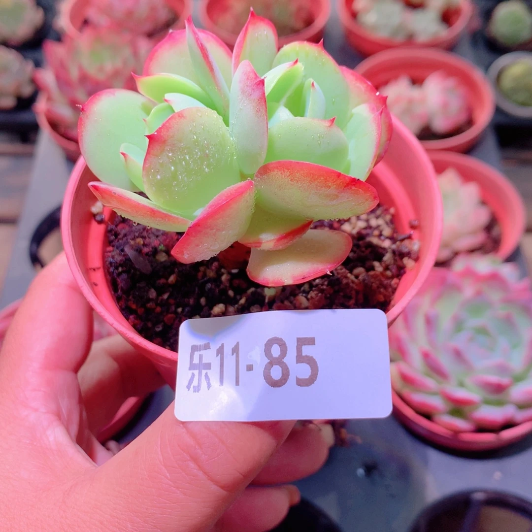 乐然11-85 桃花石