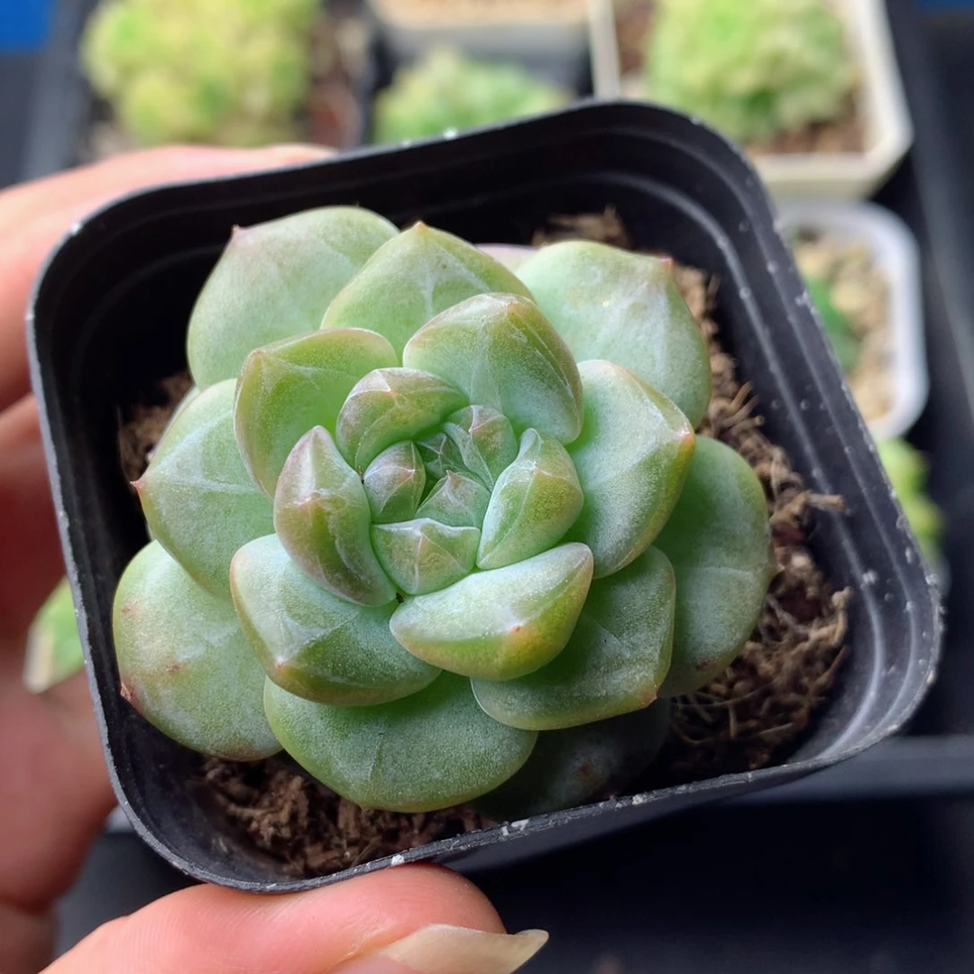 58包邮  群生不包整 3