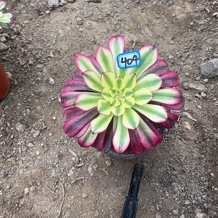 一物一拍多肉青鸟404