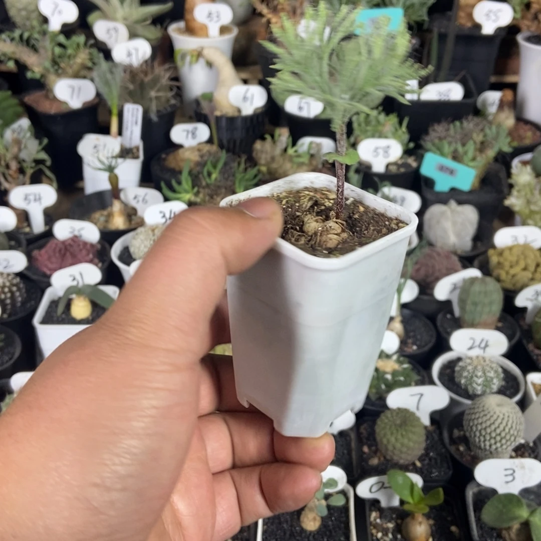 将军番之一物一拍