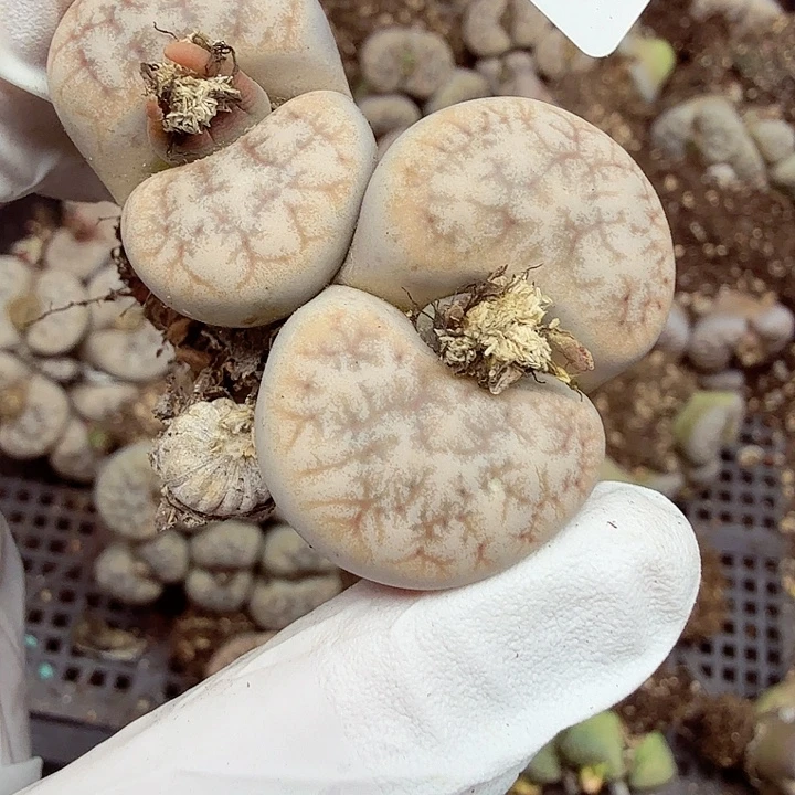 你要回来吃嘛啊哈哈038不