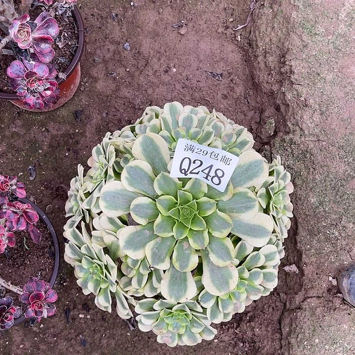 248绿豆沙多肉植物