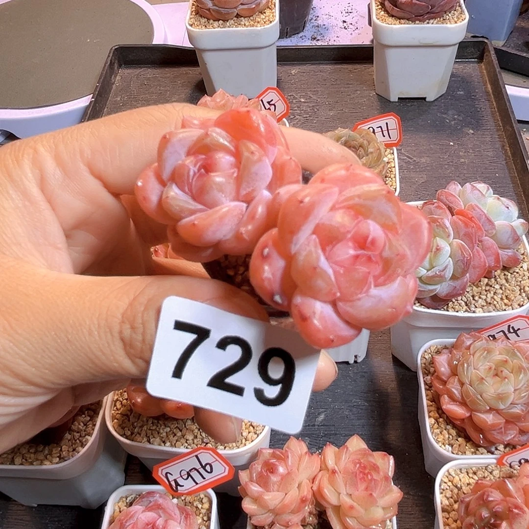 不***鱼729  新品珍妮满18包邮