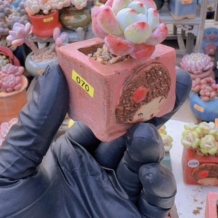 *****一物一拍编号070