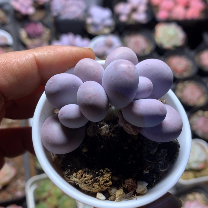 奶洛多肉一物一拍