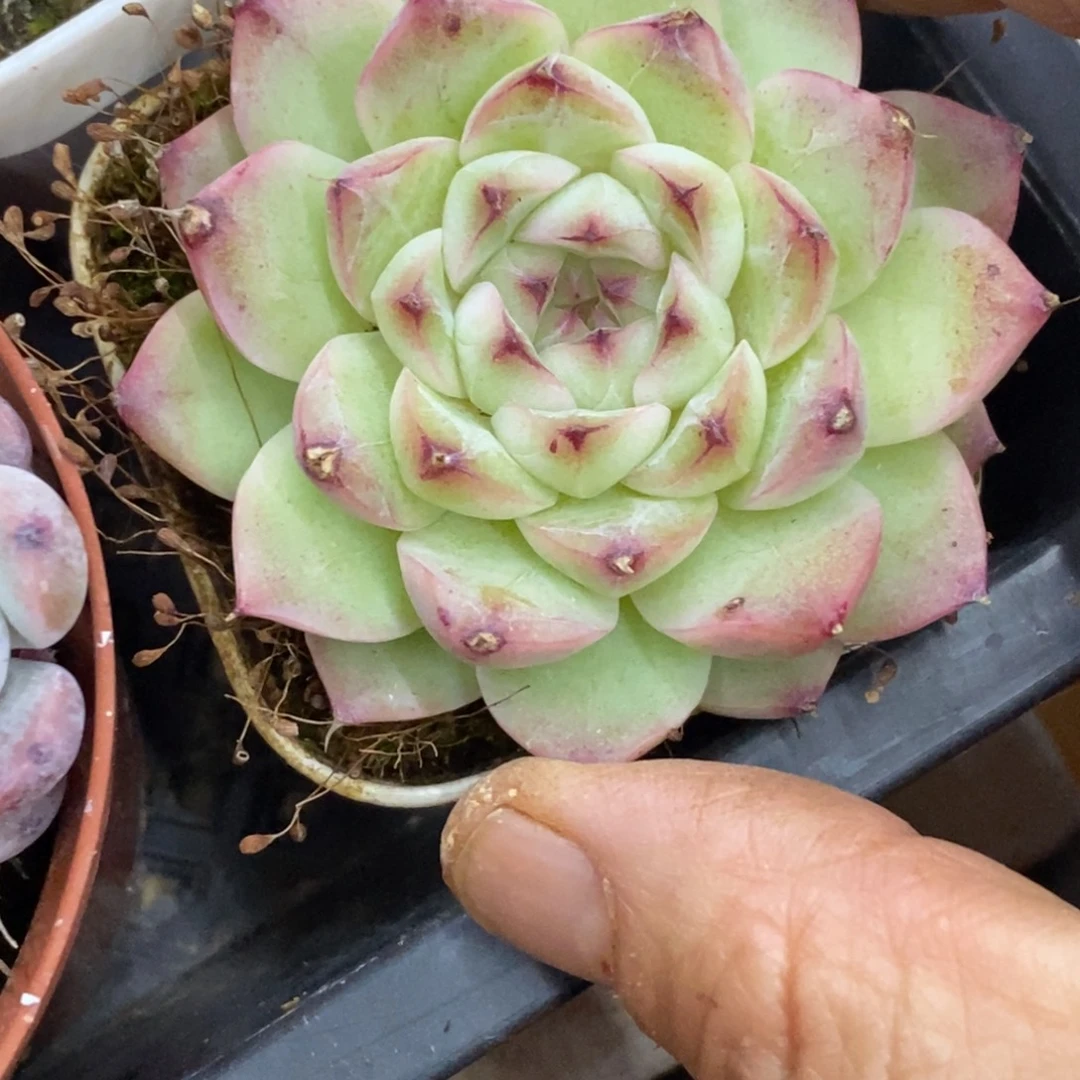 精品多肉一物一拍不包整106