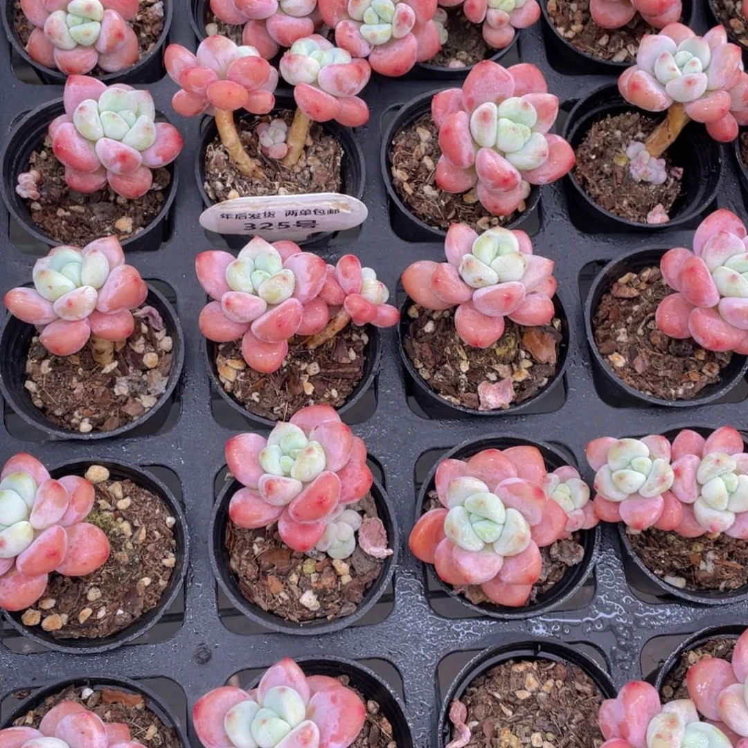 325号优选红洛神老桩两个