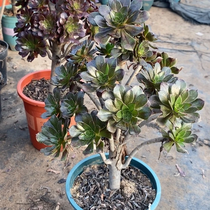 灰法多肉植物1。