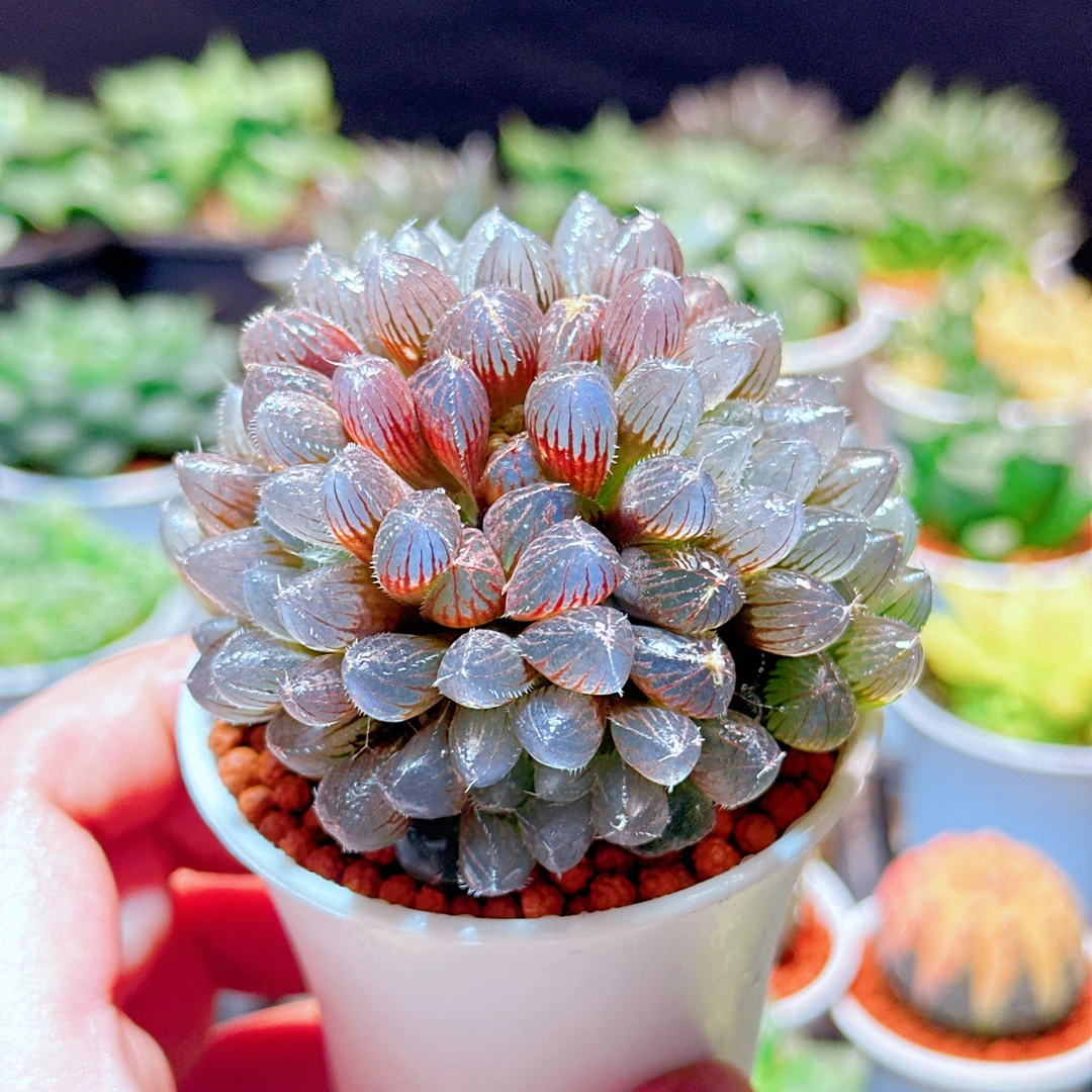 紫镜玉露群（满16包邮） 冰灯玉露 十二卷玉露透窗多肉植物