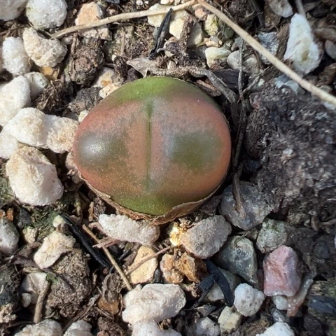 23930毛汉尼宝贝