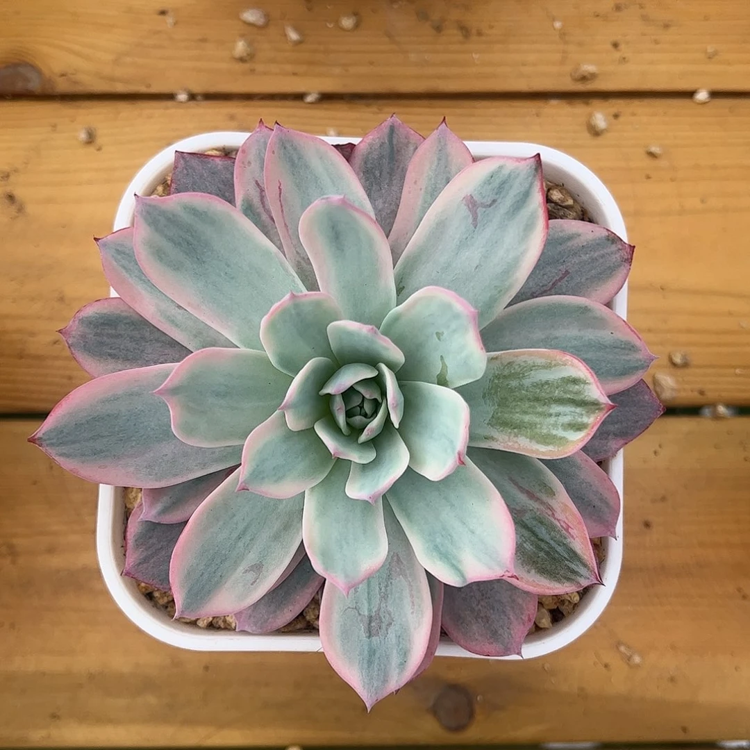 劳伦斯锦 婕宝一物一拍