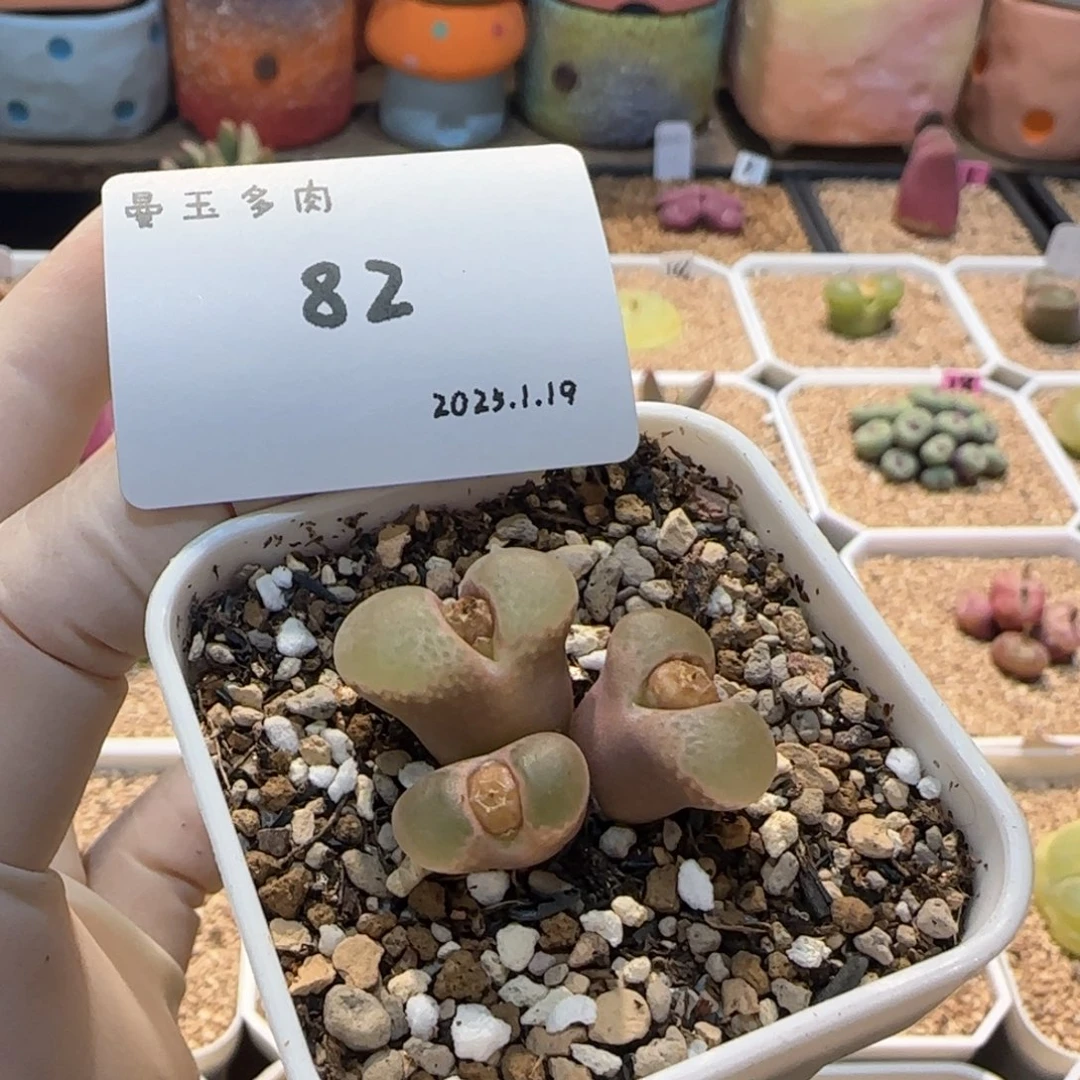 用****8多肉多肉多肉1.19-082