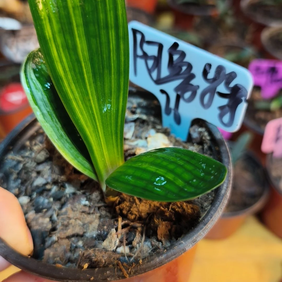 阿***特无花朵君子兰直播带货