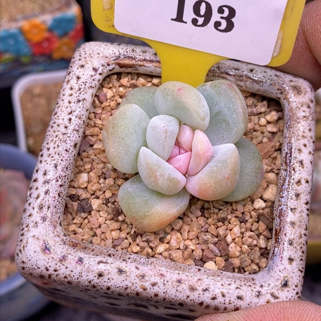 1193糖心锦冰玉石多肉