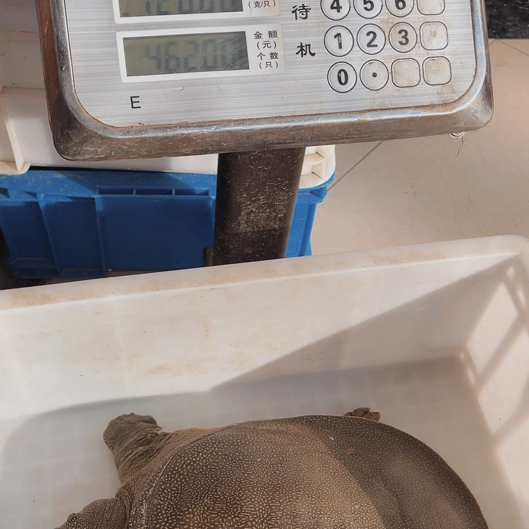 中国大陆野生甲鱼包邮包活