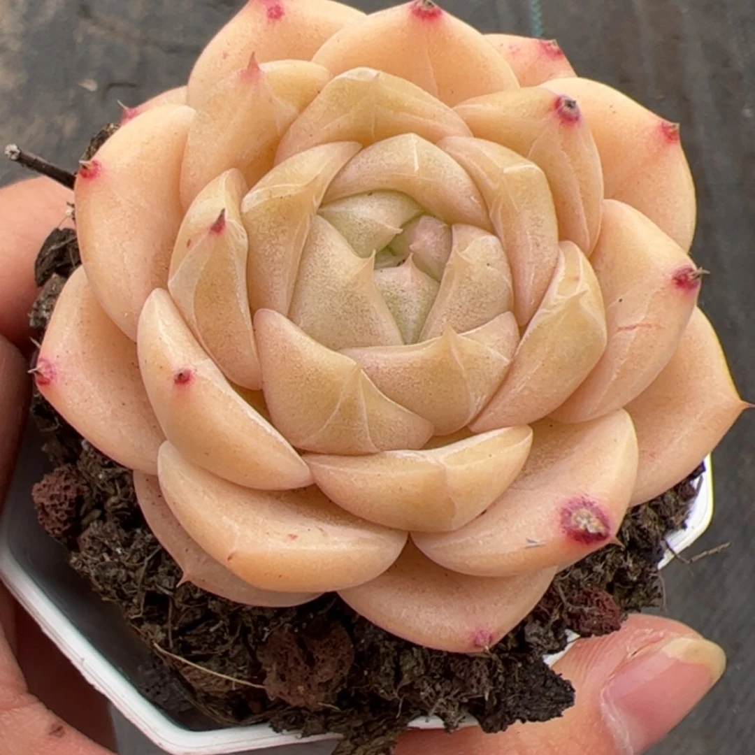 ?****?703 多肉植物组合盆栽