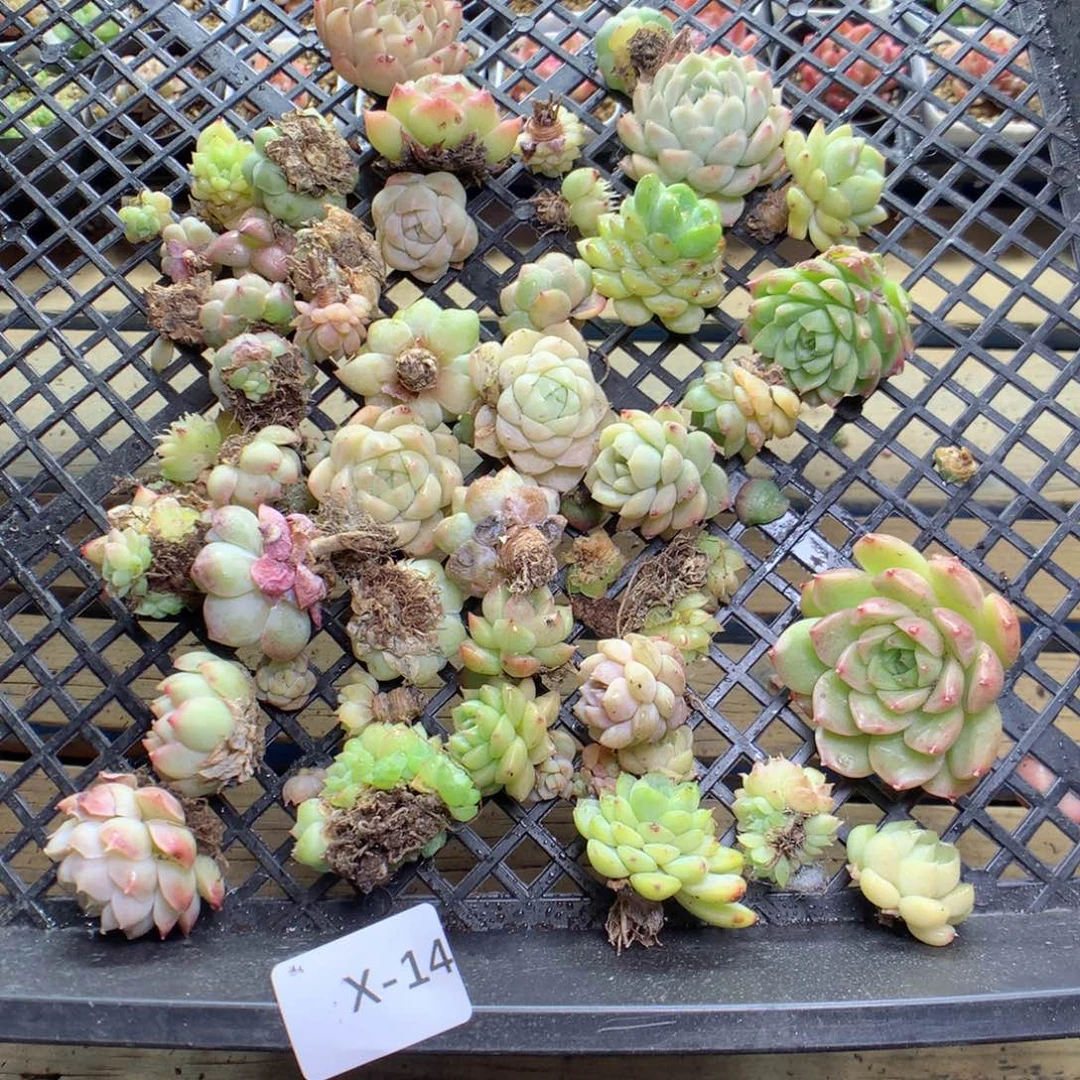 X14y y y y y y y y y y y y y y