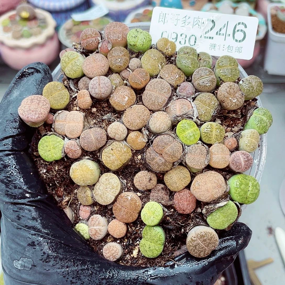 生石花满18包邮0930-246