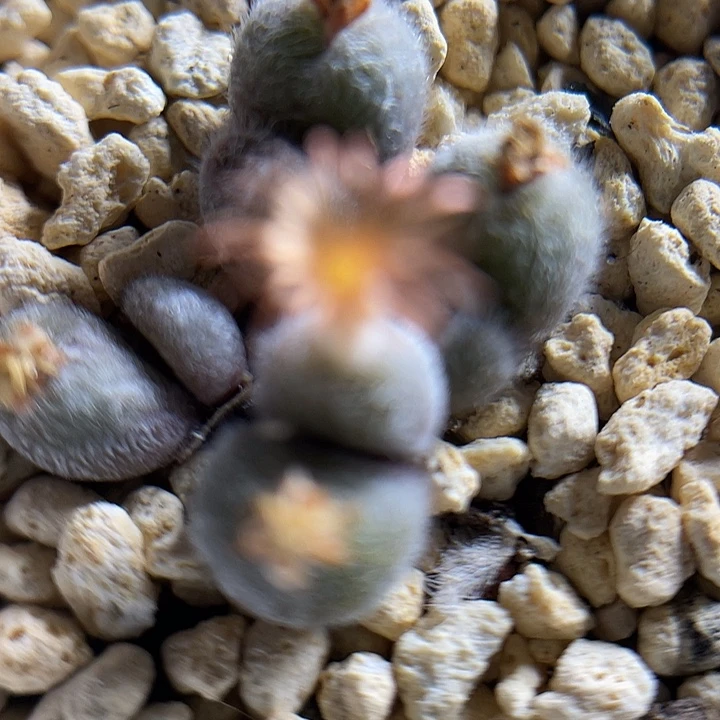 佳人园艺多肉生石花毛球576