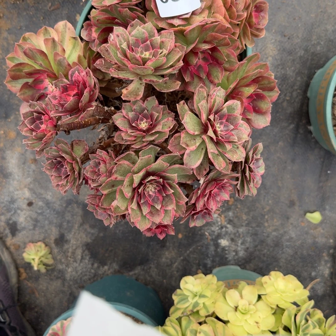 084组合多肉植物老庄