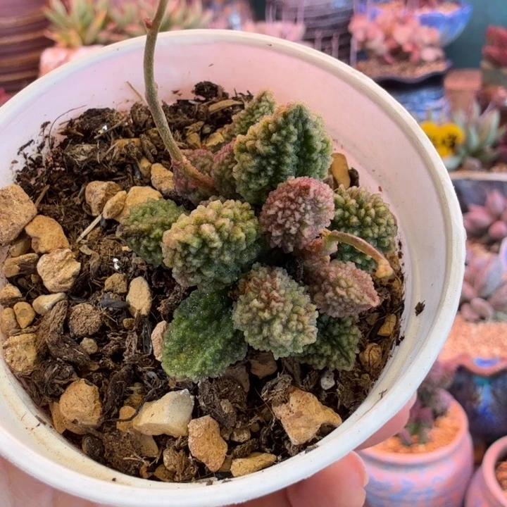 大尤一物一拍感谢大家支持