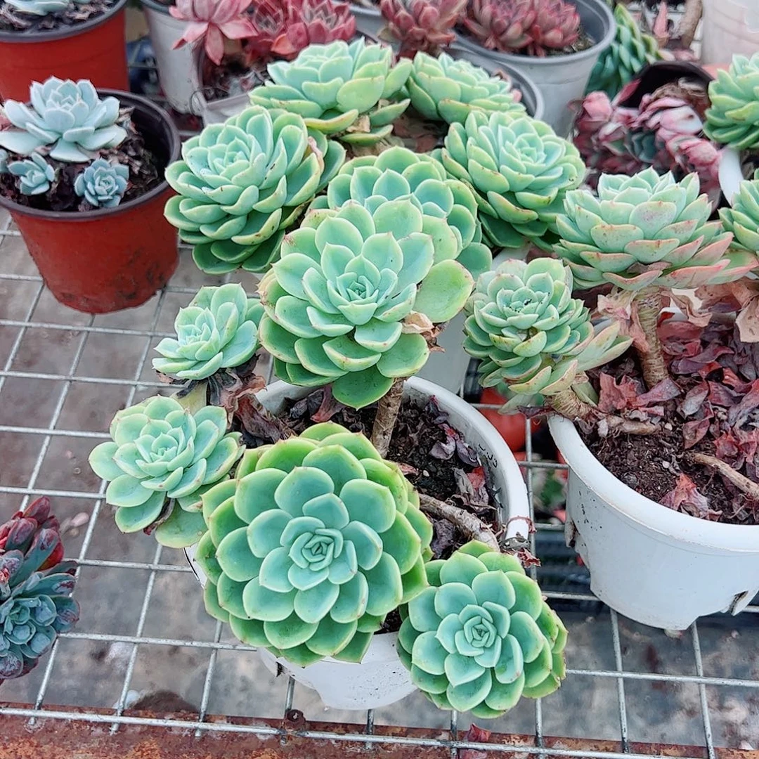 哈密瓜多头群生老桩