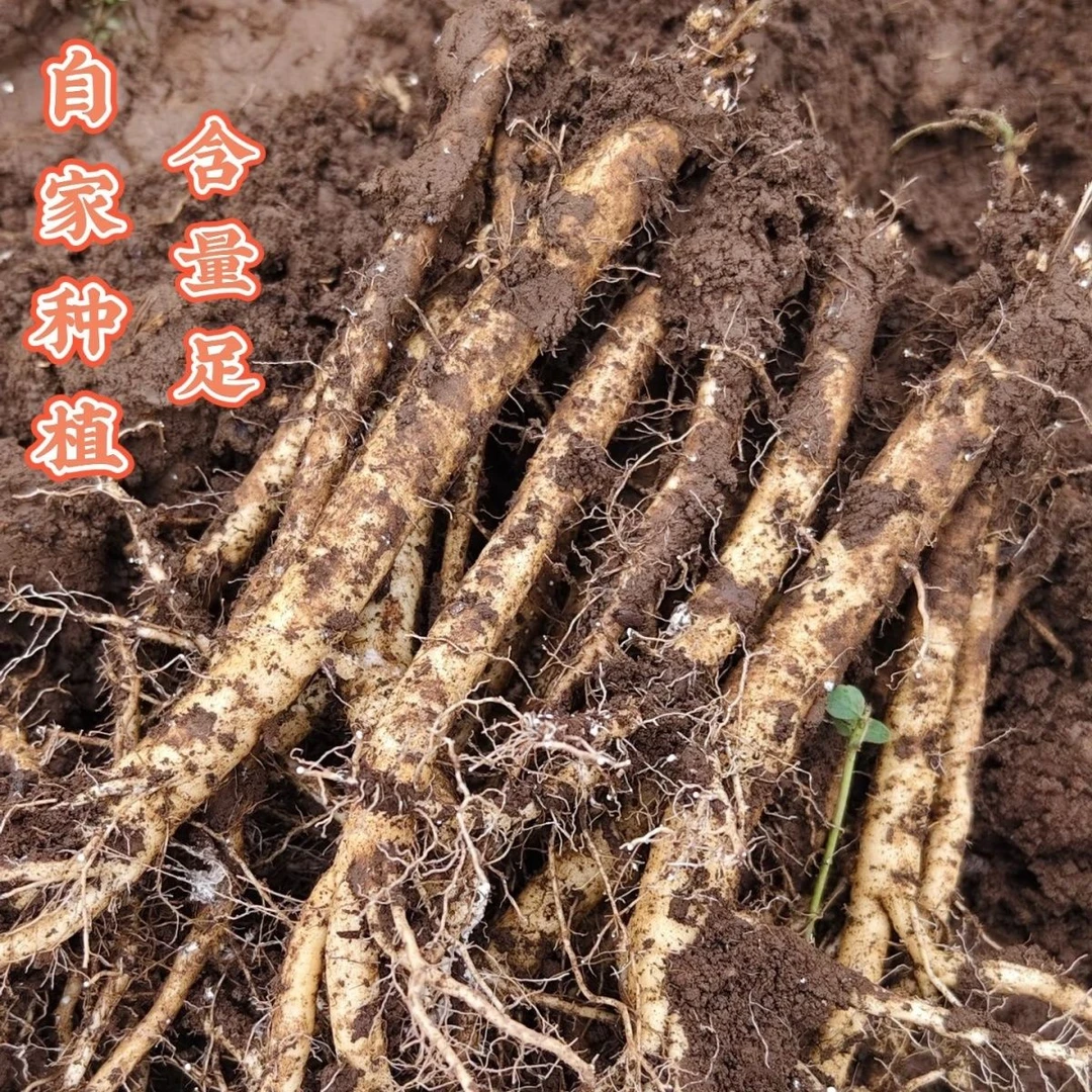 甘肃鲜党参现挖现发中条