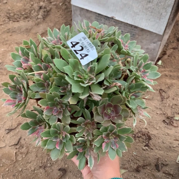 424光辉七彩手捧2号