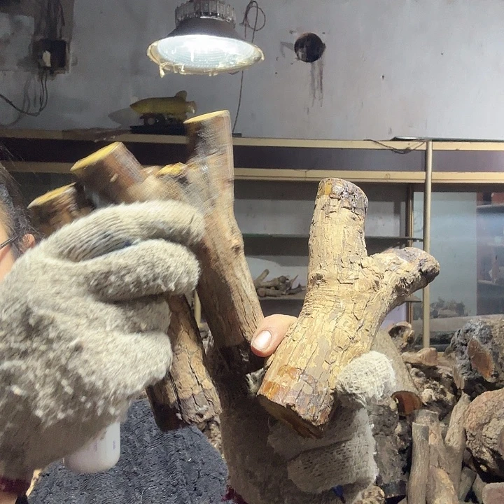 玩***志香榧木火琉璃的故事是一个