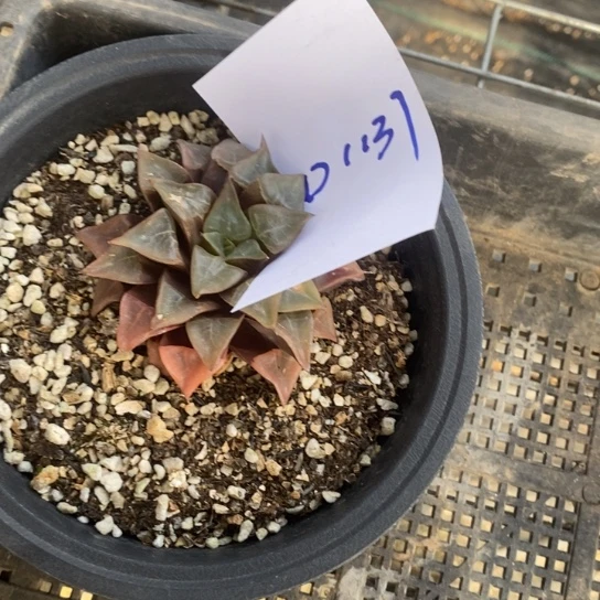 简*单D1137。        福利。