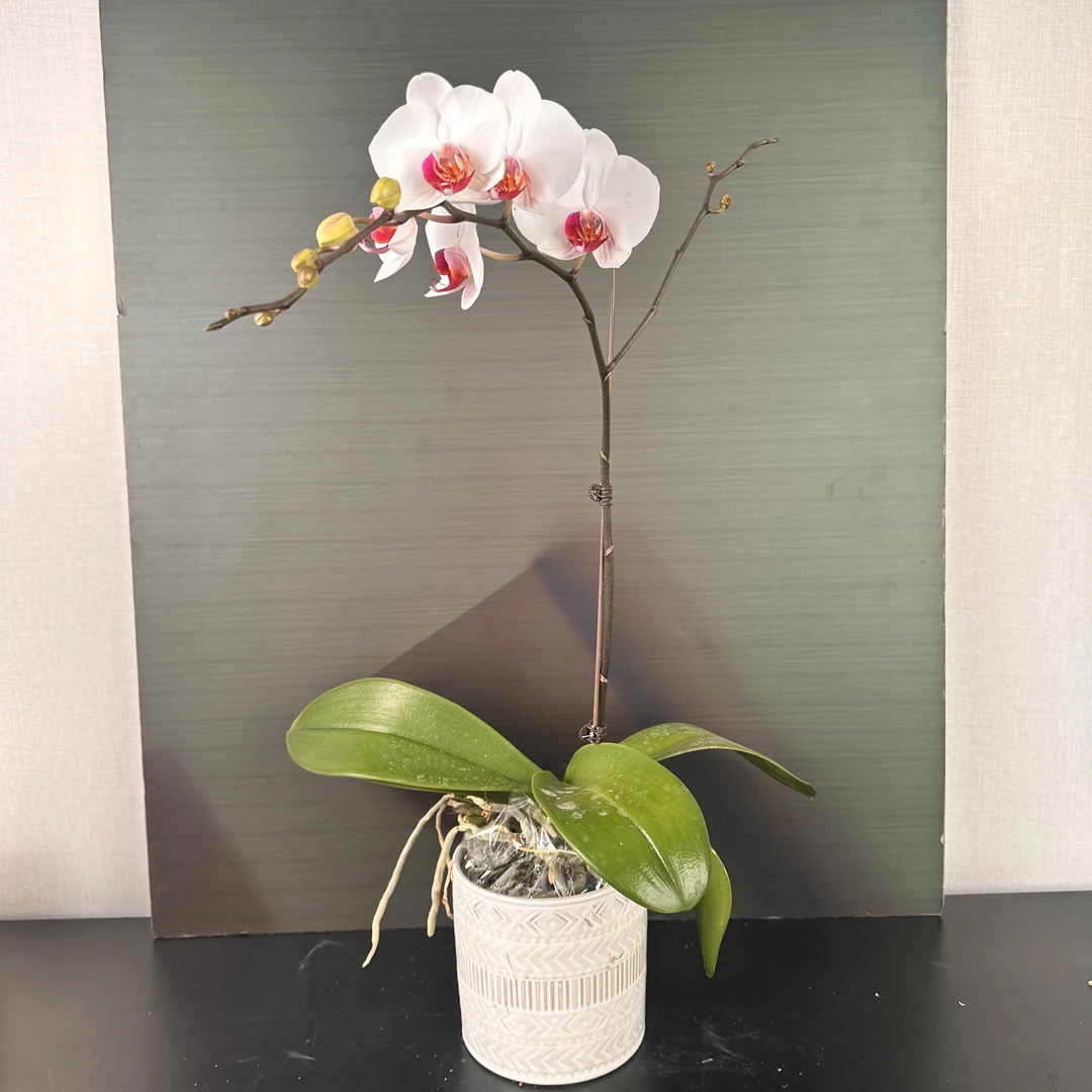 【安祖原杯】（哈利法克斯）3.5寸杯双剑蝴蝶兰盆栽