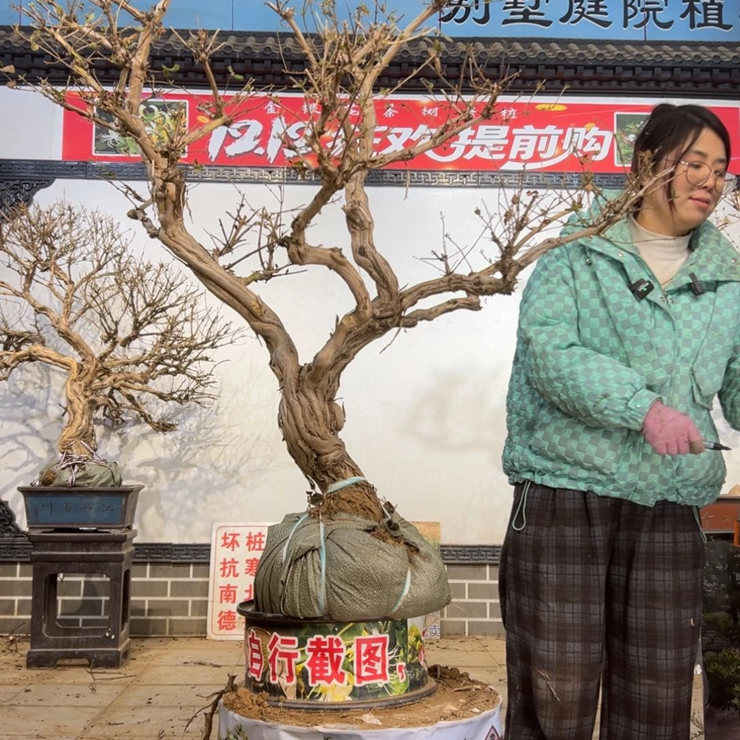 无花朵金银花888888