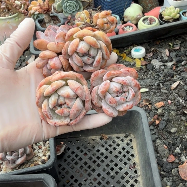 4颗星影老桩单头精品包邮