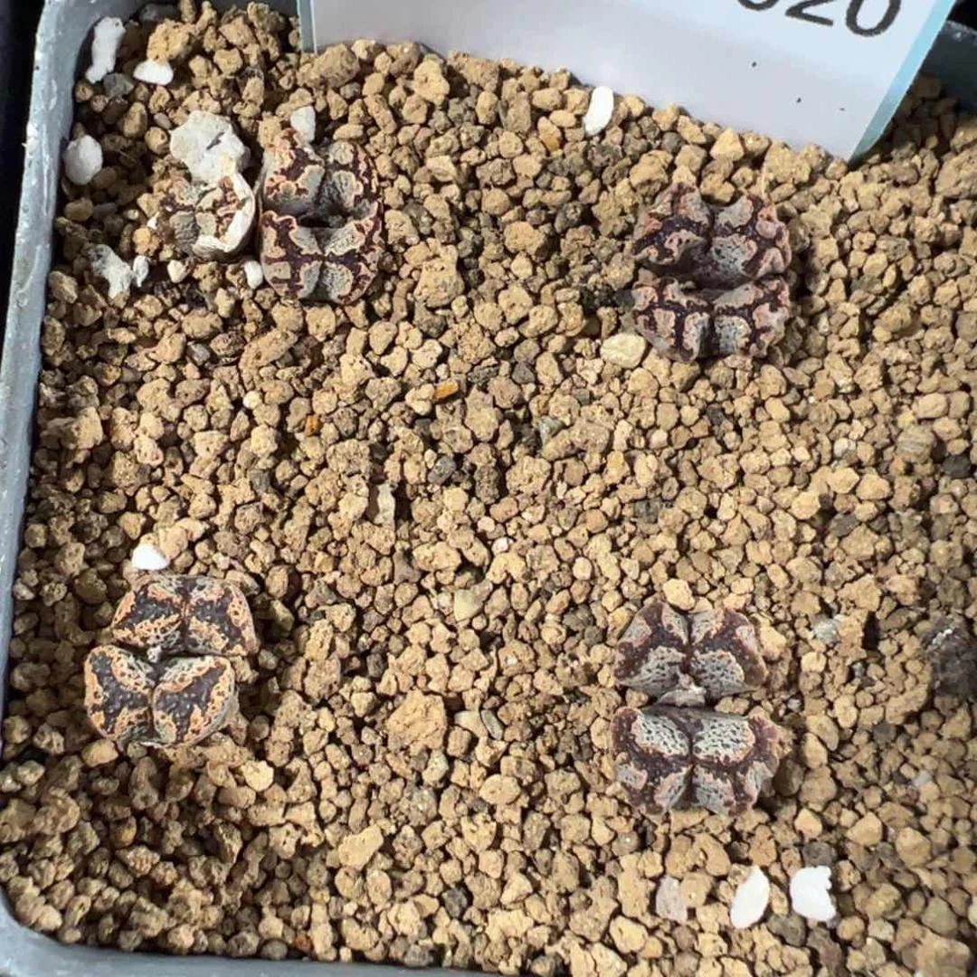 20-20蝴蝶勋章多肉植物