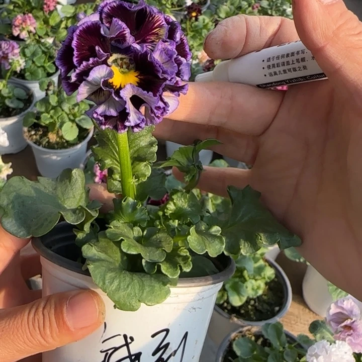 钱****无花朵角堇小苗一物一拍