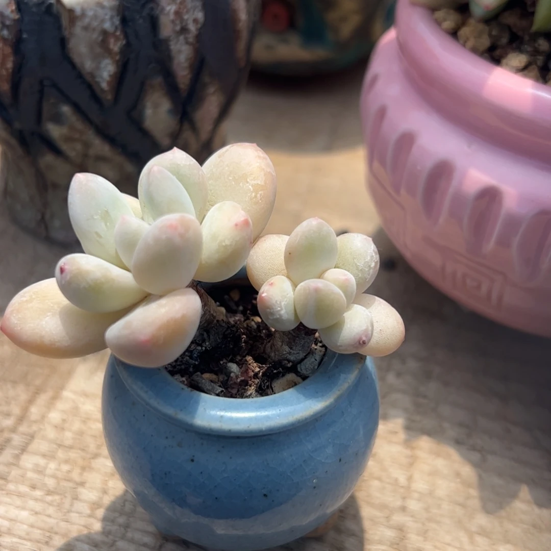 带盆多肉植物香水