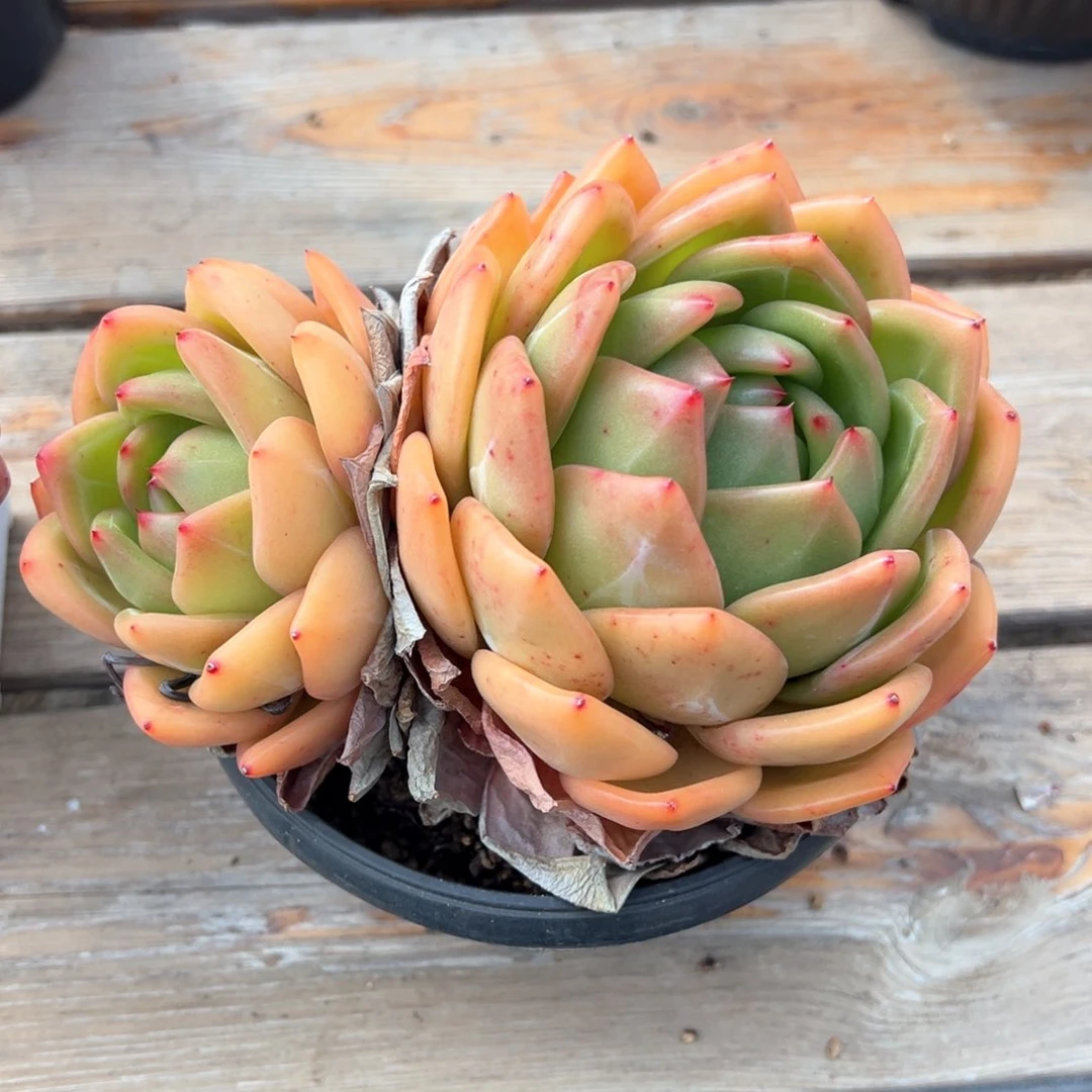 彩虹龙双头多肉植物