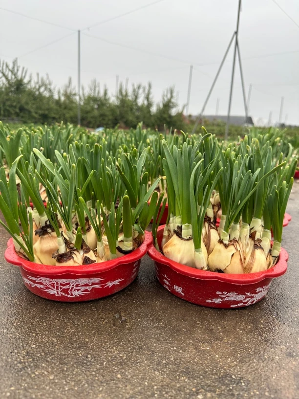 漳州水仙花盆栽好养易活