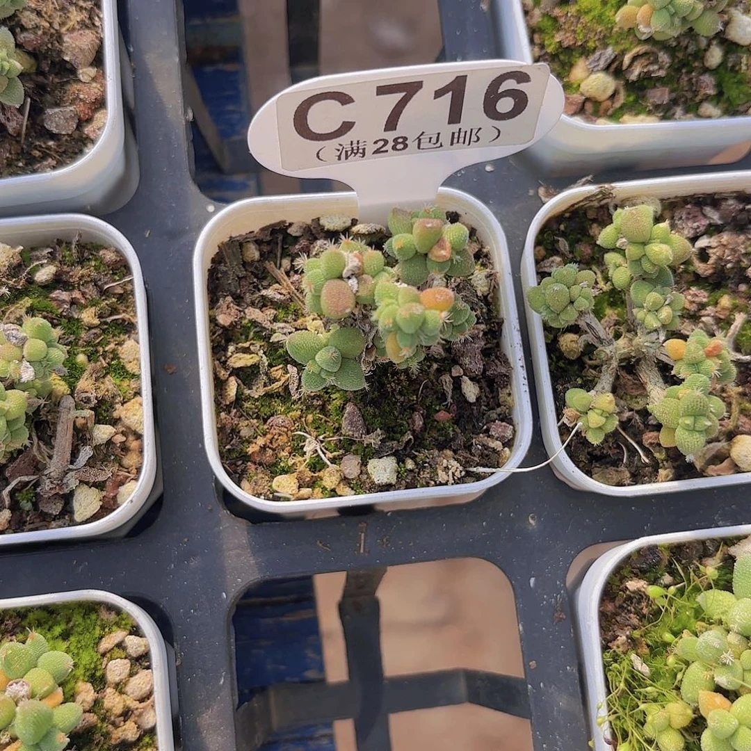 C716玉米一物一拍