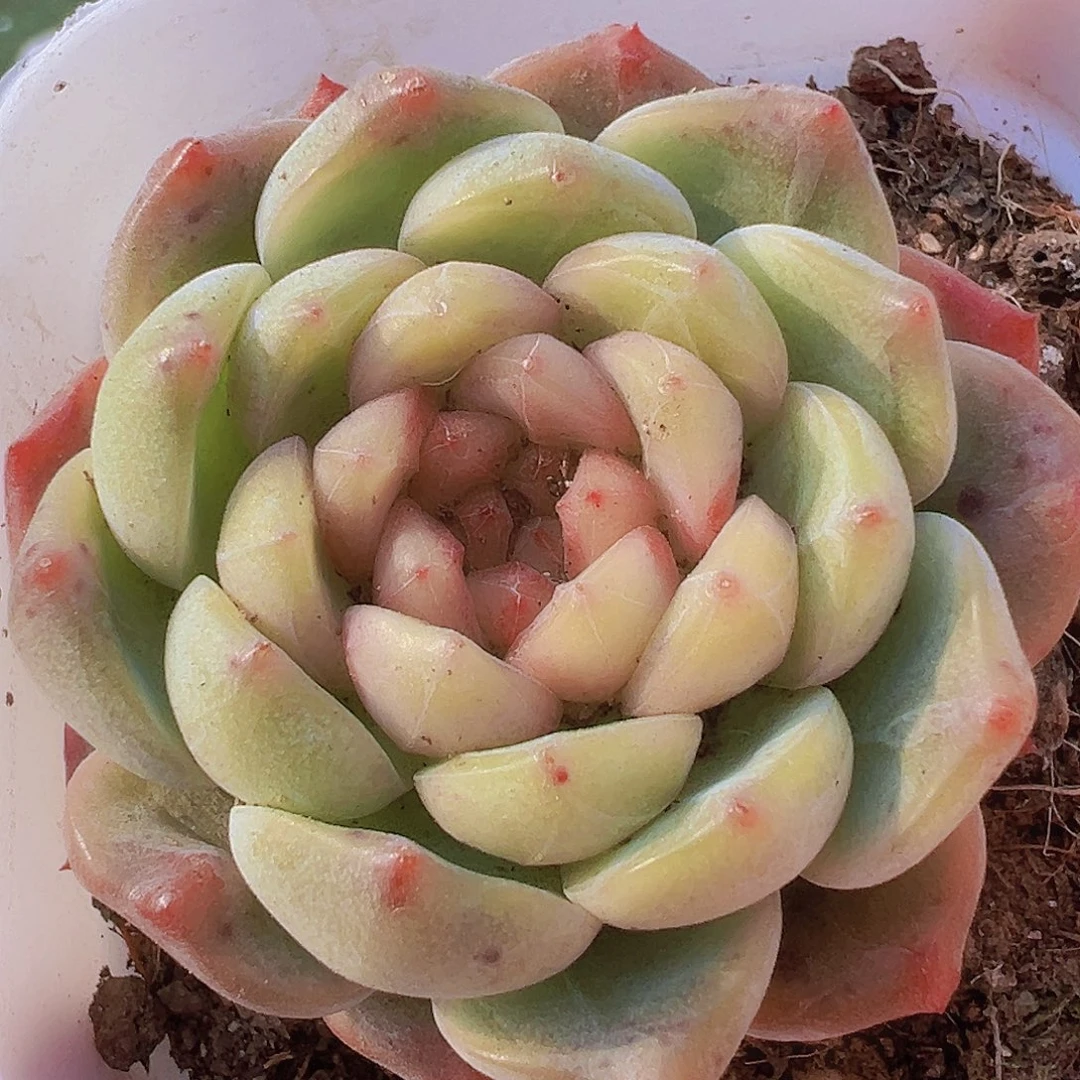 葡萄珍妮19包邮多肉