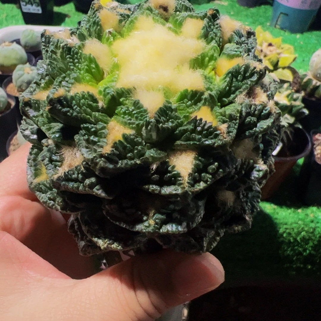 @***宰无花朵龟甲牡丹495