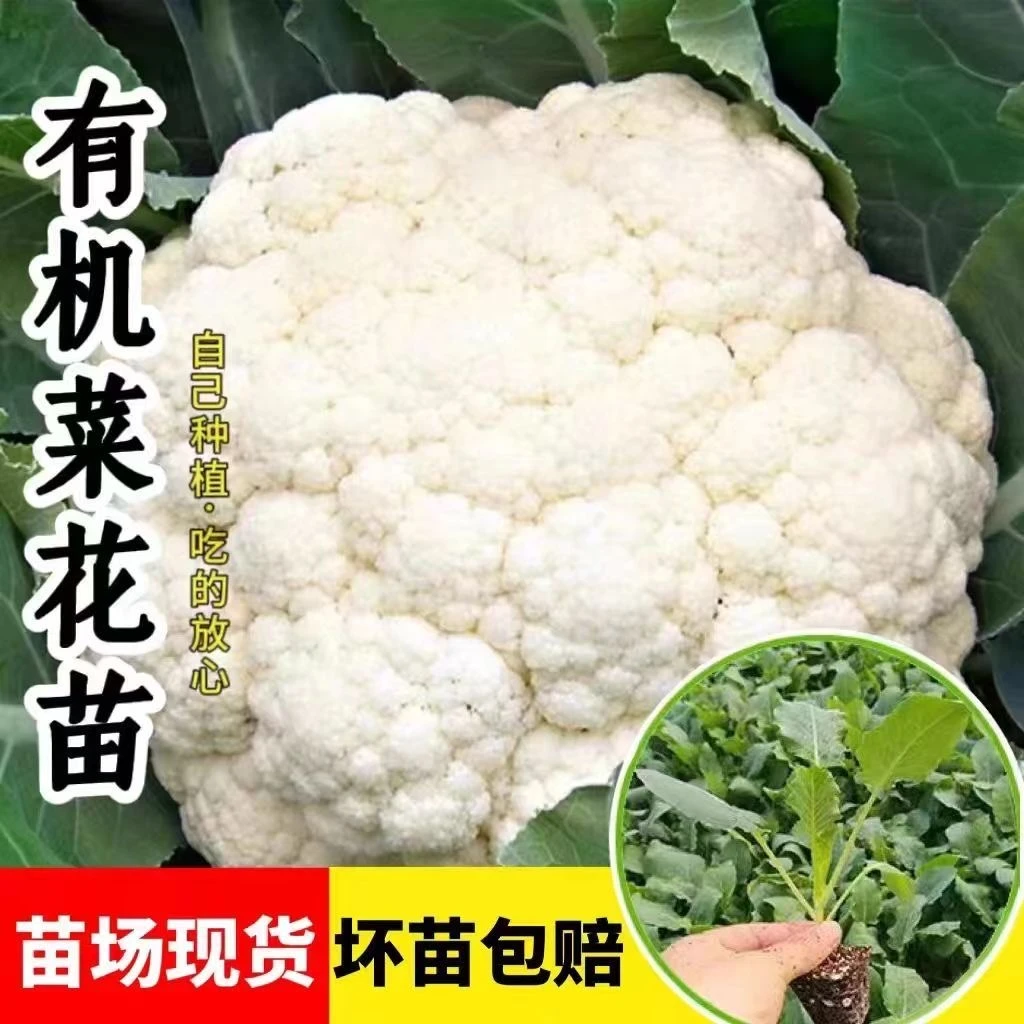 【寿光速发】菜花种苗蔬菜苗蔬菜之乡送赠品阳台庭院地栽