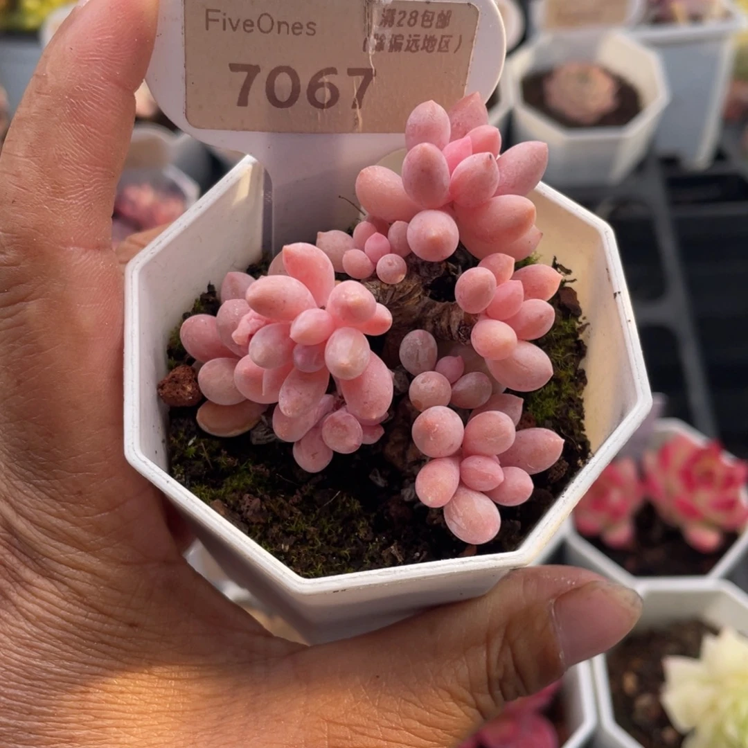 婴儿手指7067-5.0厘米