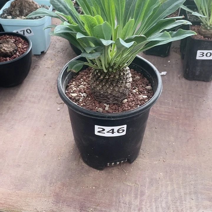 246大铁甲丸菠萝球