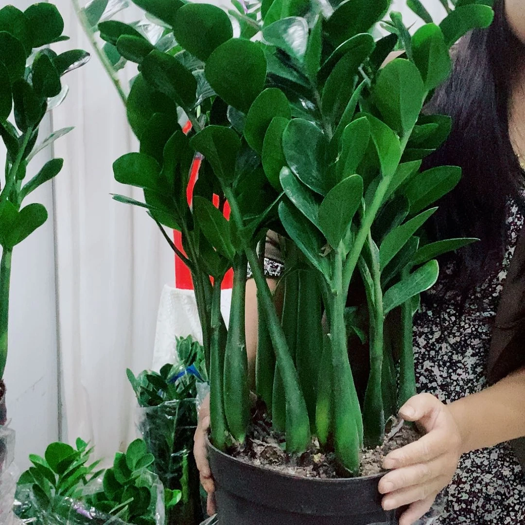 M****不开花植物25规格圆叶