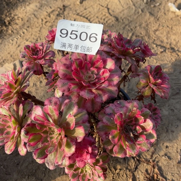 9506红铜的人多肉的