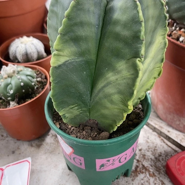 仙人球开花仙人球上仙人球