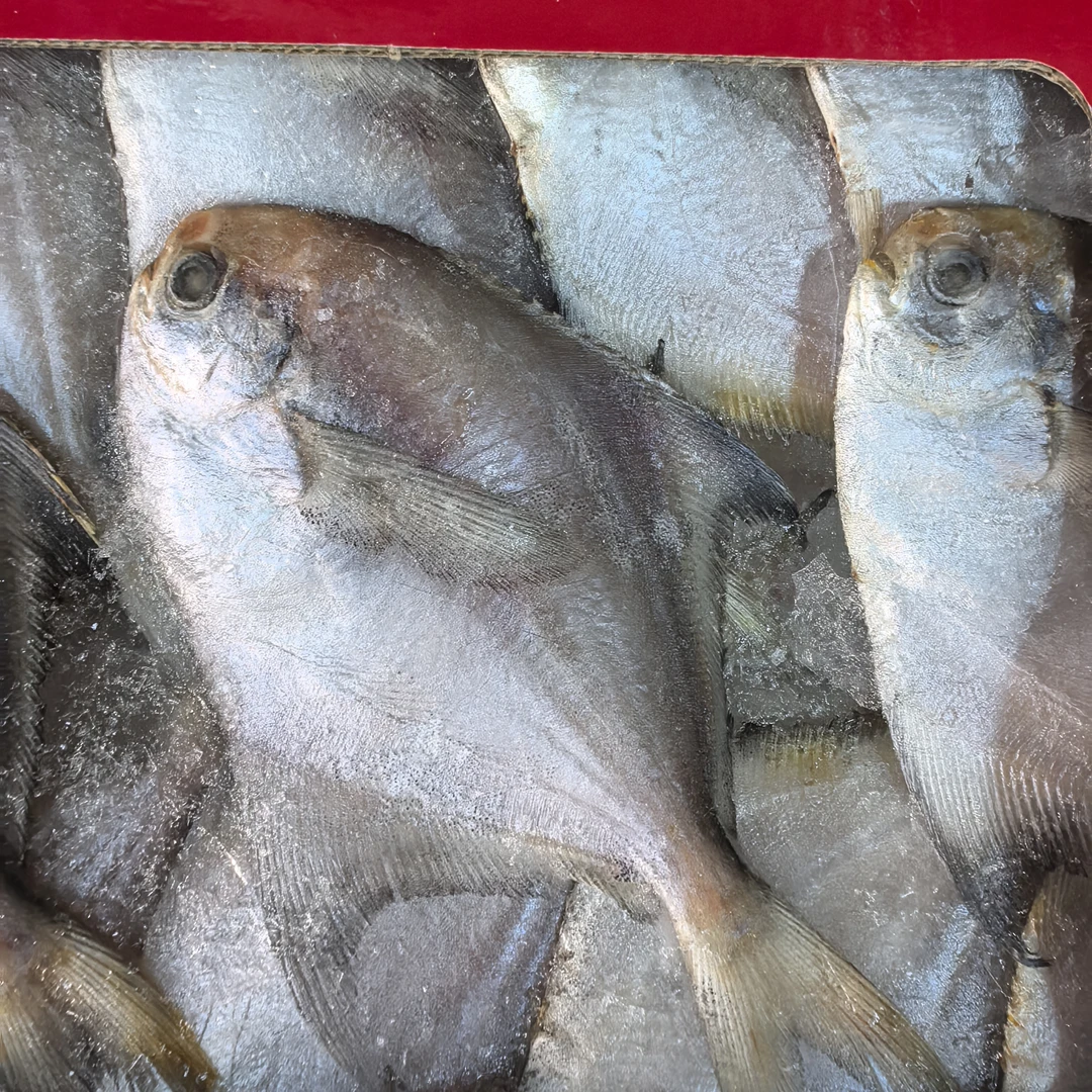 【新疆包邮】东海精品鲳鱼含箱1.8Kg/件