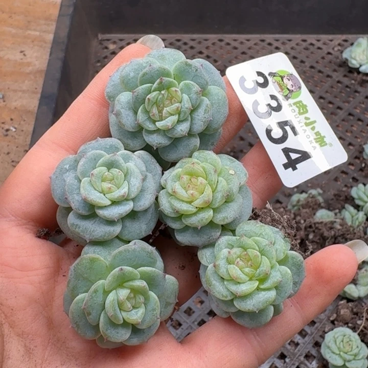 多肉植物多肉植物