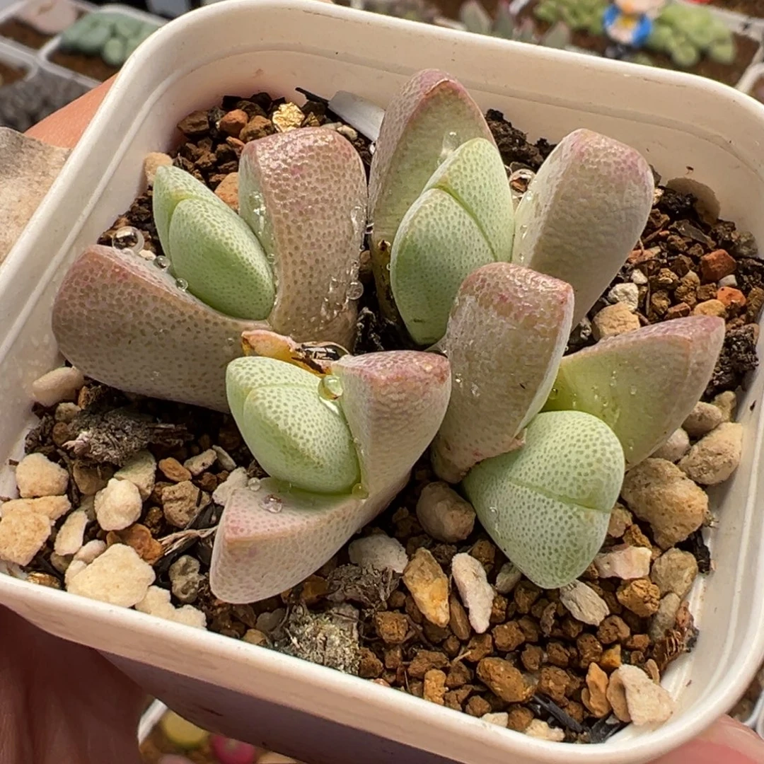 251多肉植物种类多样